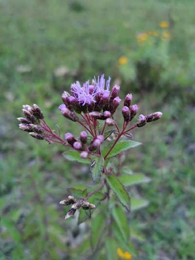 Chromolaena pulchella, photographed by Juan Carlos Pérez Magaña