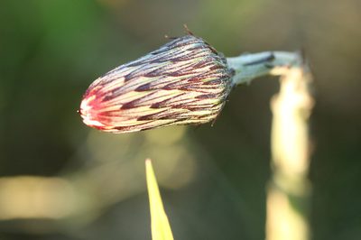 Chaptalia arechavaletae, photographed by Holger Braun