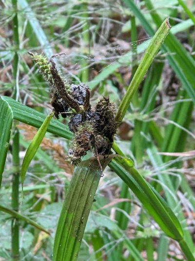 Carex amplifolia, photographed by joergmlpts