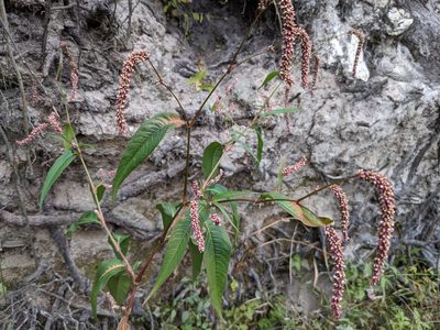 Persicaria extremiorientalis, photographed by Laura J. Costello