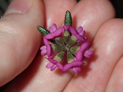 Mirbelia rubiifolia, photographed by Thomas Mesaglio