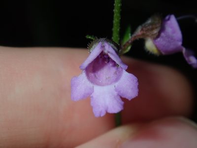 Prostanthera denticulata, photographed by Thomas Mesaglio