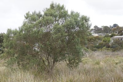 Ozothamnus ferrugineus, photographed by Rod Lowther