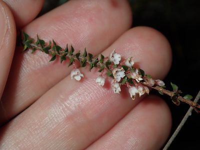 Epacris microphylla, photographed by Thomas Mesaglio