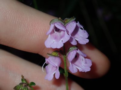 Prostanthera denticulata, photographed by Thomas Mesaglio