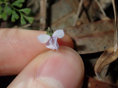 Viola silicestris, photographed by Thomas Mesaglio
