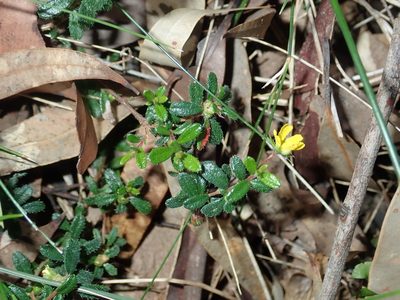Hibbertia empetrifolia, photographed by Thomas Mesaglio
