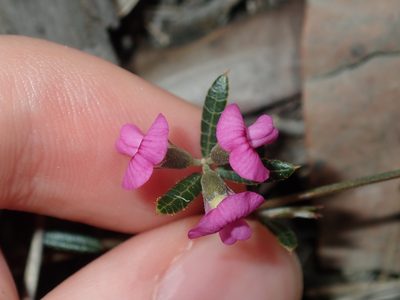 Mirbelia rubiifolia, photographed by Thomas Mesaglio
