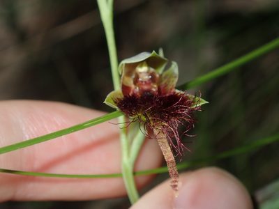 Calochilus paludosus, photographed by Thomas Mesaglio