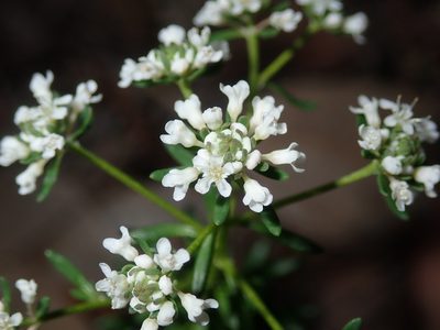 Poranthera ericifolia, photographed by Thomas Mesaglio