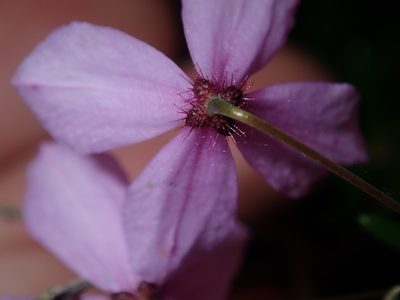 Tetratheca ericifolia, photographed by Thomas Mesaglio