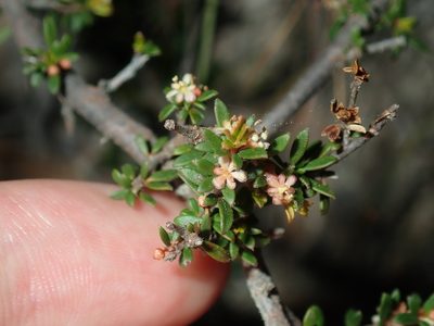 Micrantheum ericoides, photographed by Thomas Mesaglio