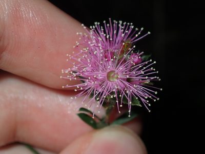 Kunzea capitata, photographed by Thomas Mesaglio
