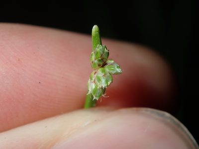 Isolepis inundata, photographed by Thomas Mesaglio