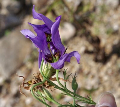Eustoma russellianum, photographed by Michelle W. （鍾偉瑋）