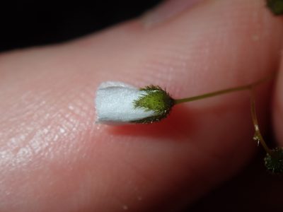 Drosera peltata, photographed by Thomas Mesaglio