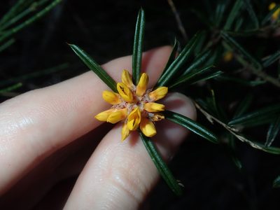 Pultenaea mucronata, photographed by Thomas Mesaglio