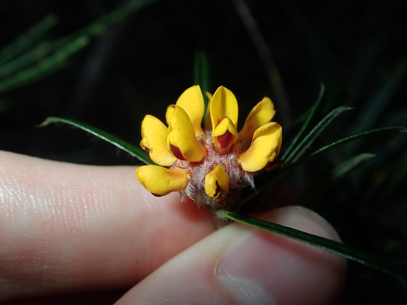 Pultenaea mucronata, photographed by Thomas Mesaglio