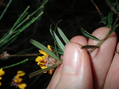 Pultenaea mucronata, photographed by Thomas Mesaglio