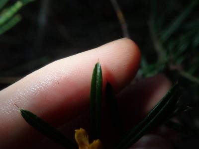 Pultenaea mucronata, photographed by Thomas Mesaglio