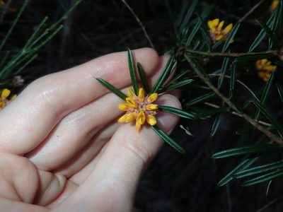 Pultenaea mucronata, photographed by Thomas Mesaglio
