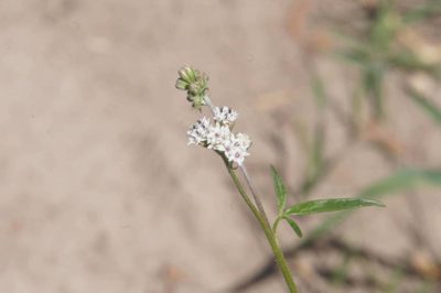 Florestina pedata, photographed by Juan Carlos Pérez Magaña