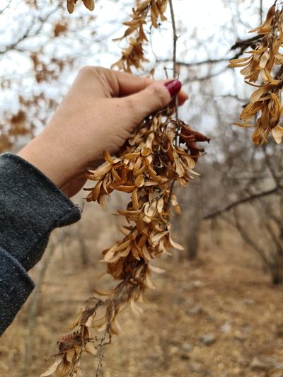 Ruprechtia apetala, photographed by Sol Quipildor