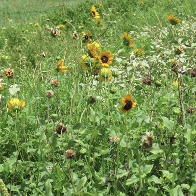 Helianthus praecox, photographed by Laura Clark