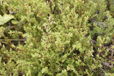 Frankenia pauciflora, photographed by Rod Lowther