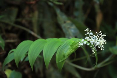 Maianthemum gigas, photographed by Ian Adams