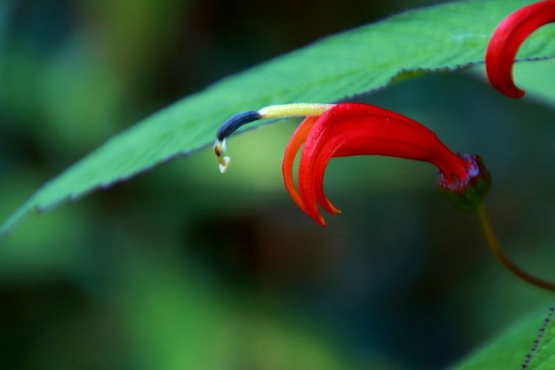 Centropogon valerii, photographed by Ian Adams