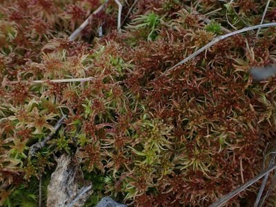 Sphagnum russowii, photographed by Mary Krieger