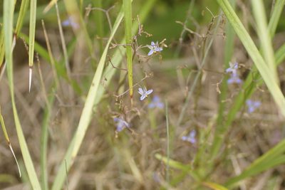 Dianella brevicaulis, photographed by Rod Lowther