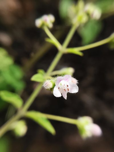 Mesosphaerum urticodes, photographed by Juan Carlos Pérez Magaña