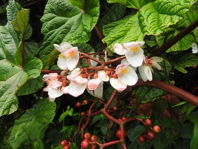 Begonia baccata, photographed by Francesco Cecere