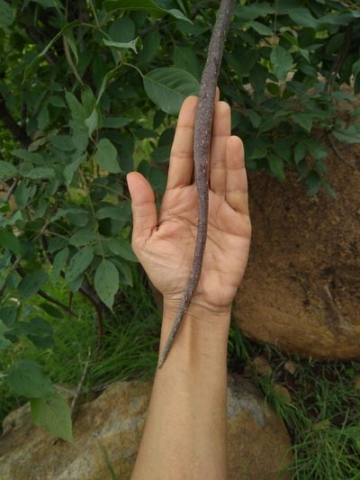 Dolichandrone atrovirens, photographed by Mittal Gala