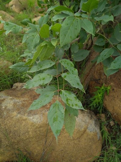 Dolichandrone atrovirens, photographed by Mittal Gala
