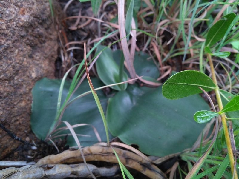 Habenaria roxburghii, photographed by Mittal Gala