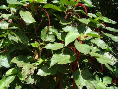 Acalypha hispida, photographed by Lisa Bennett