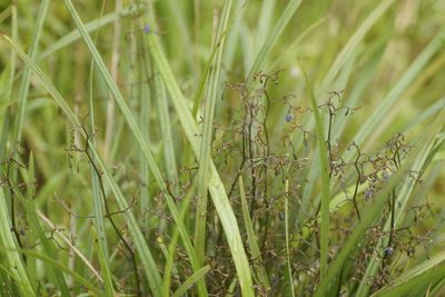 Dianella brevicaulis, photographed by Rod Lowther