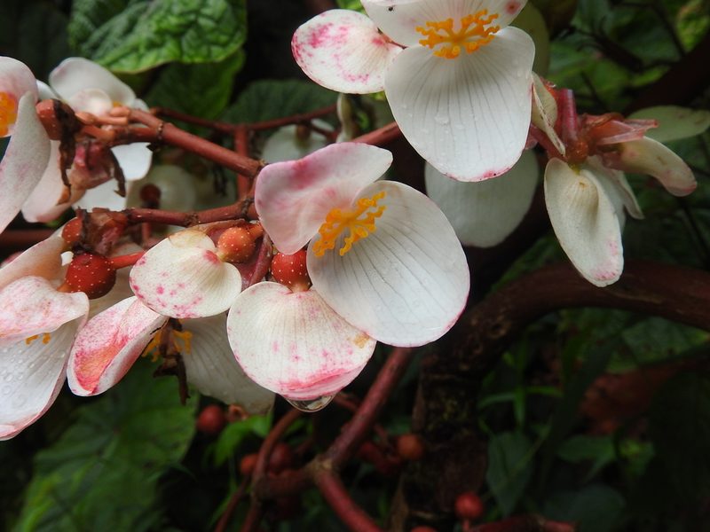 Begonia baccata, photographed by Francesco Cecere