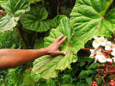 Begonia baccata, photographed by Francesco Cecere
