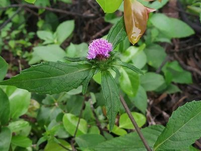 Phyllocephalum scabridum, photographed by S.MORE