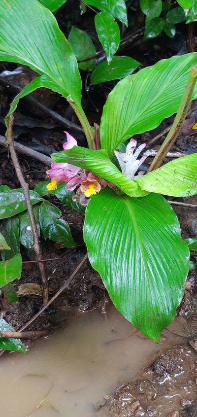 Curcuma inodora, photographed by S.MORE