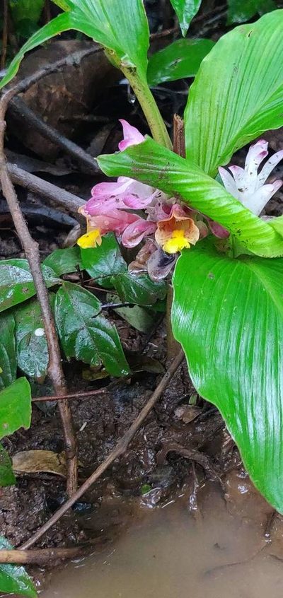 Curcuma inodora, photographed by S.MORE