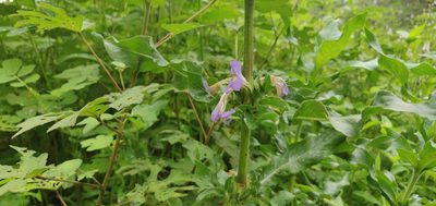 Hygrophila auriculata, photographed by S.MORE