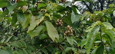 Lagerstroemia speciosa, photographed by S.MORE
