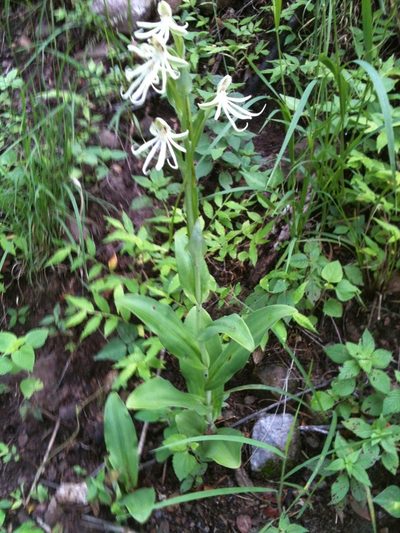 Habenaria macroceratitis, photographed by Eugenio Padilla