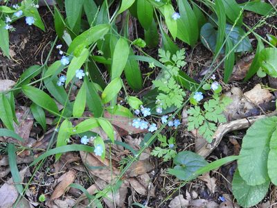 Omphalodes nitida, photographed by Duarte Frade