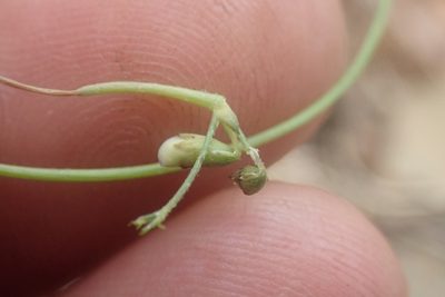 Vigna vexillata, photographed by Jimmy Whatmore